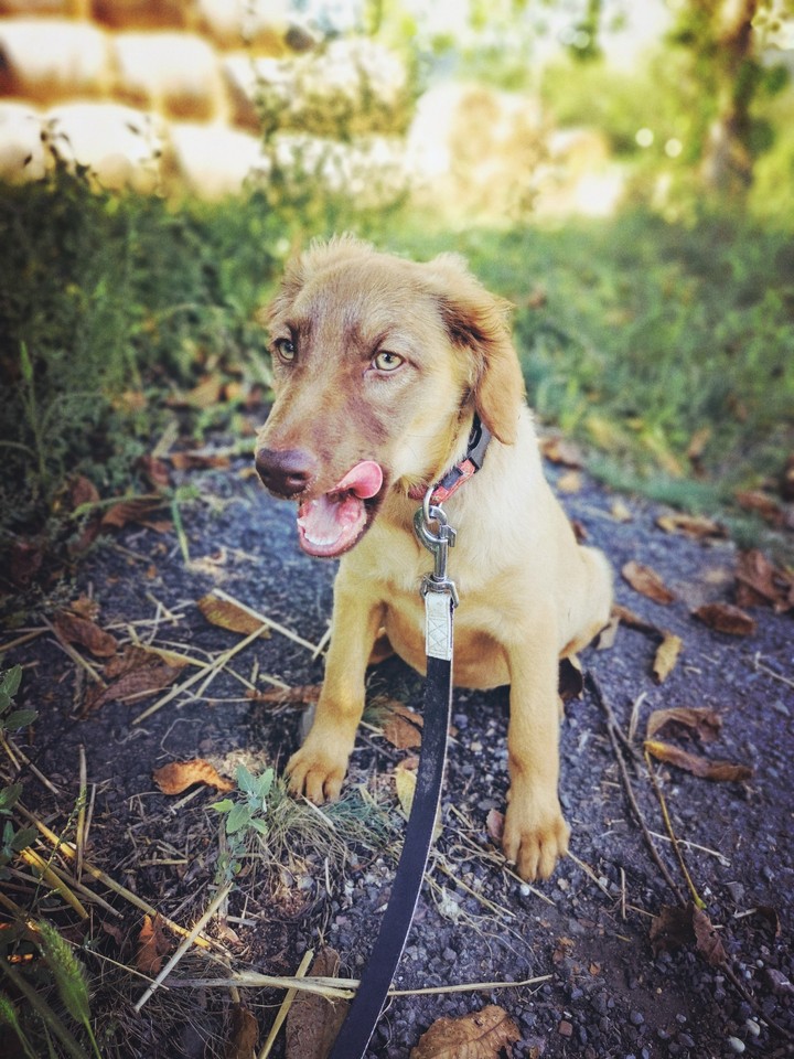 dog