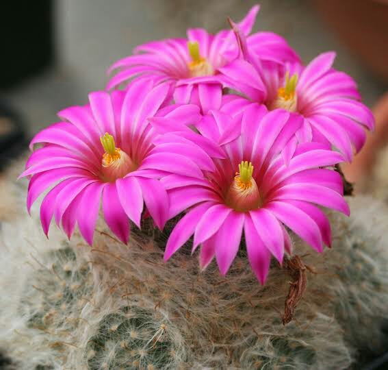 Cactus blooms