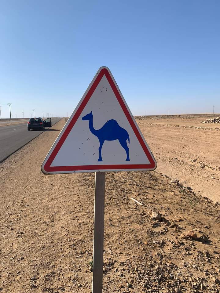Camellos