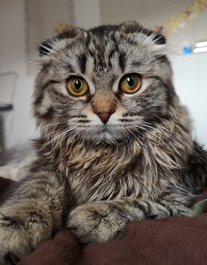кошка