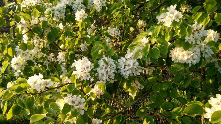 nature