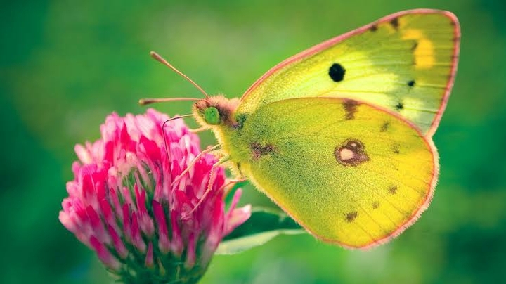 green butterfly