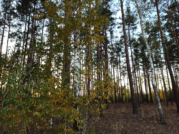 forest