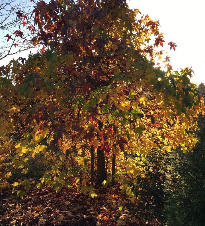 schöner Herbst