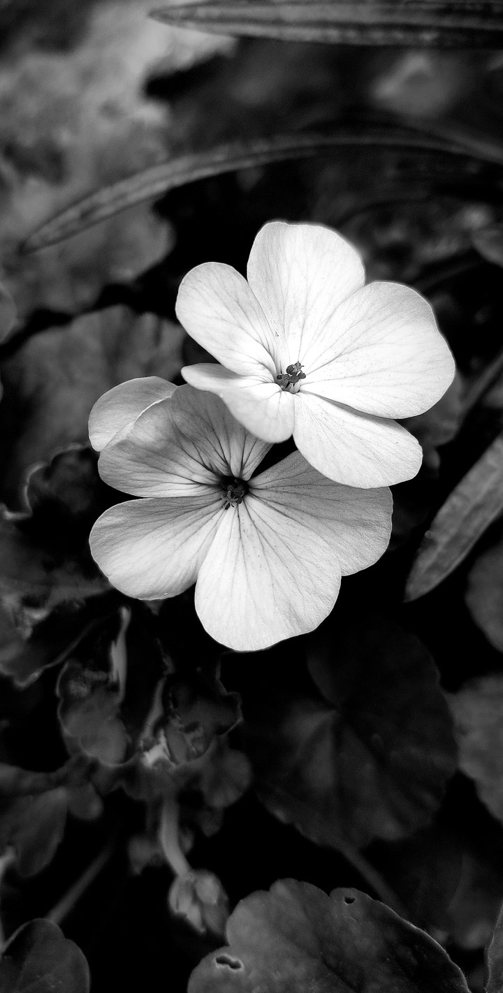 FLOWER ❤️