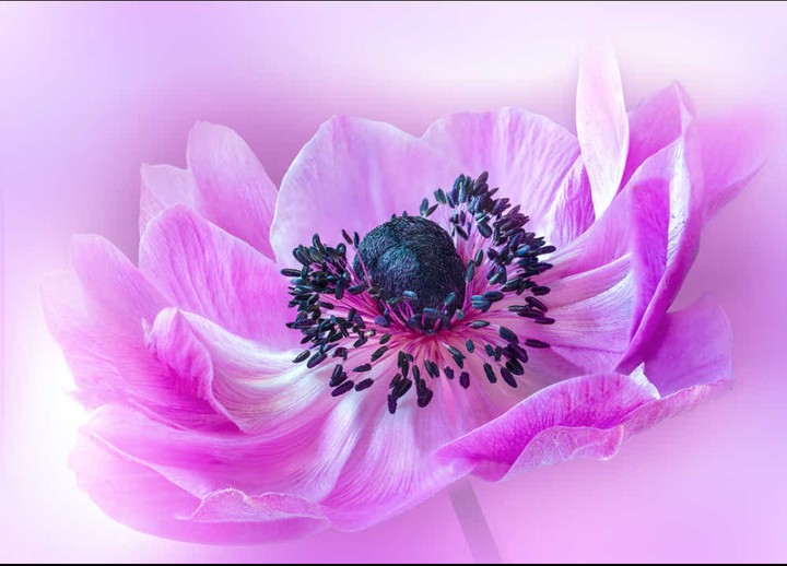 anemone.. splendid