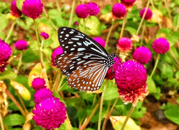 Butterfly