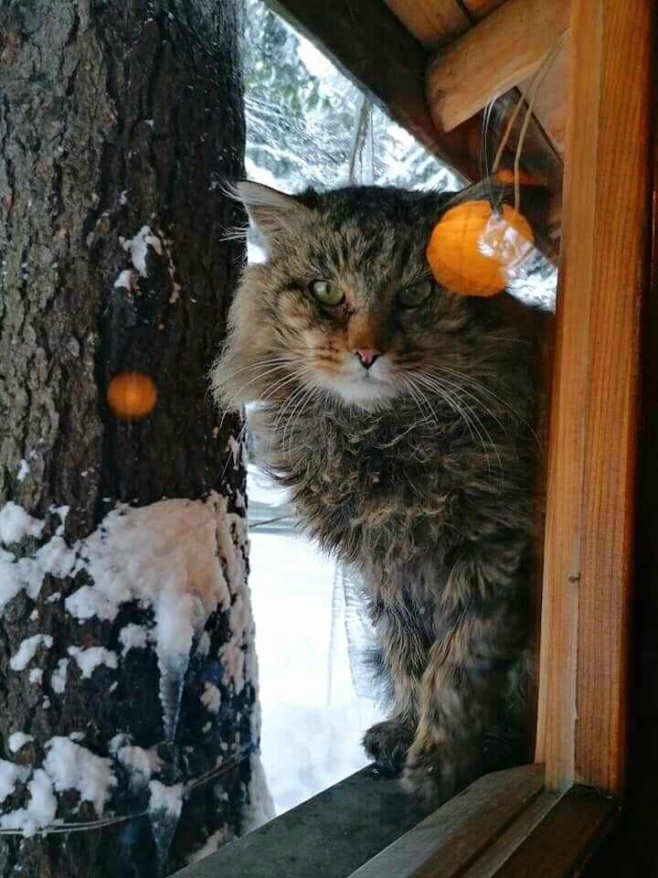 cat