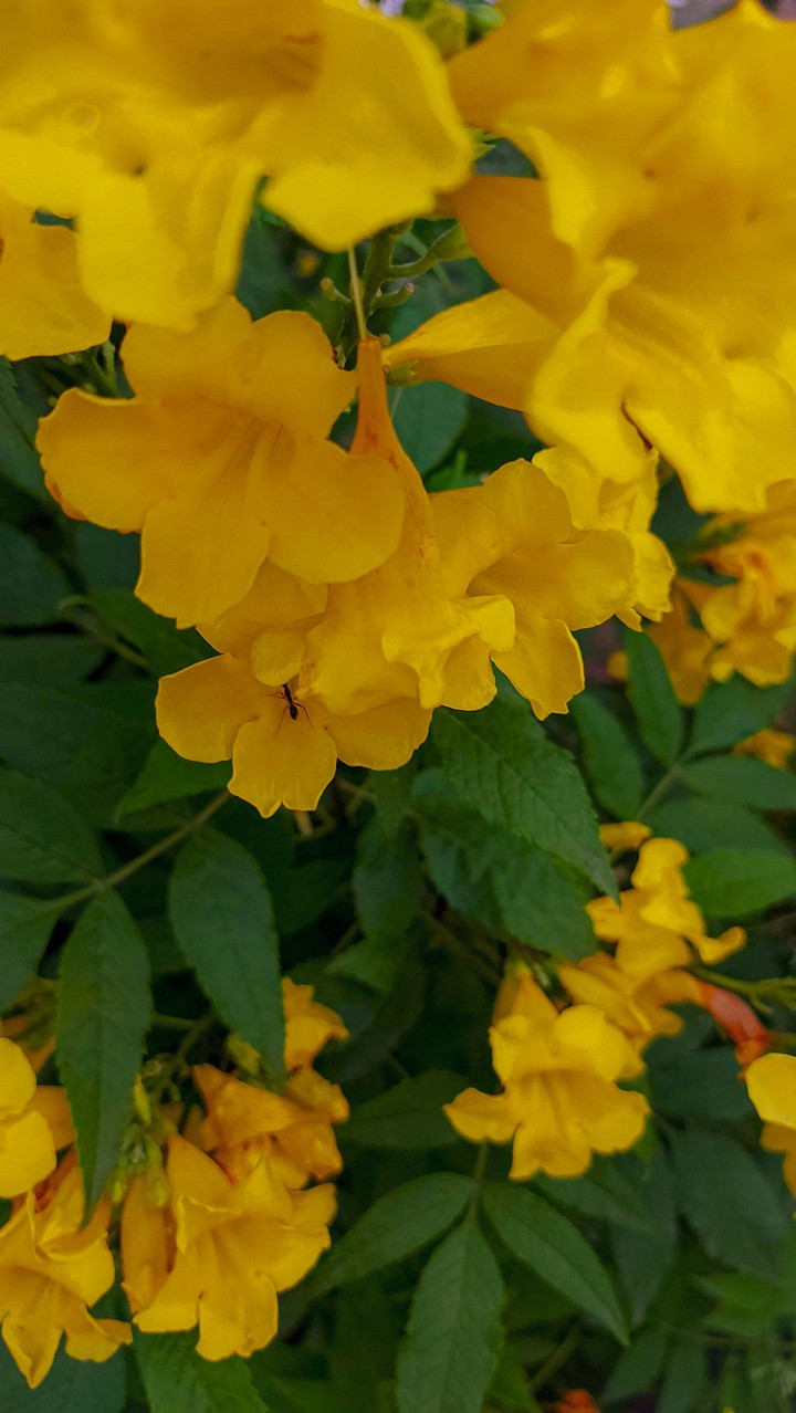 yellow?