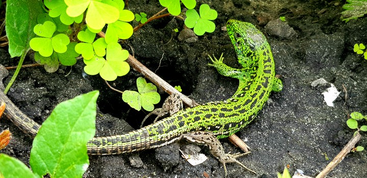 lizards in my flower bed