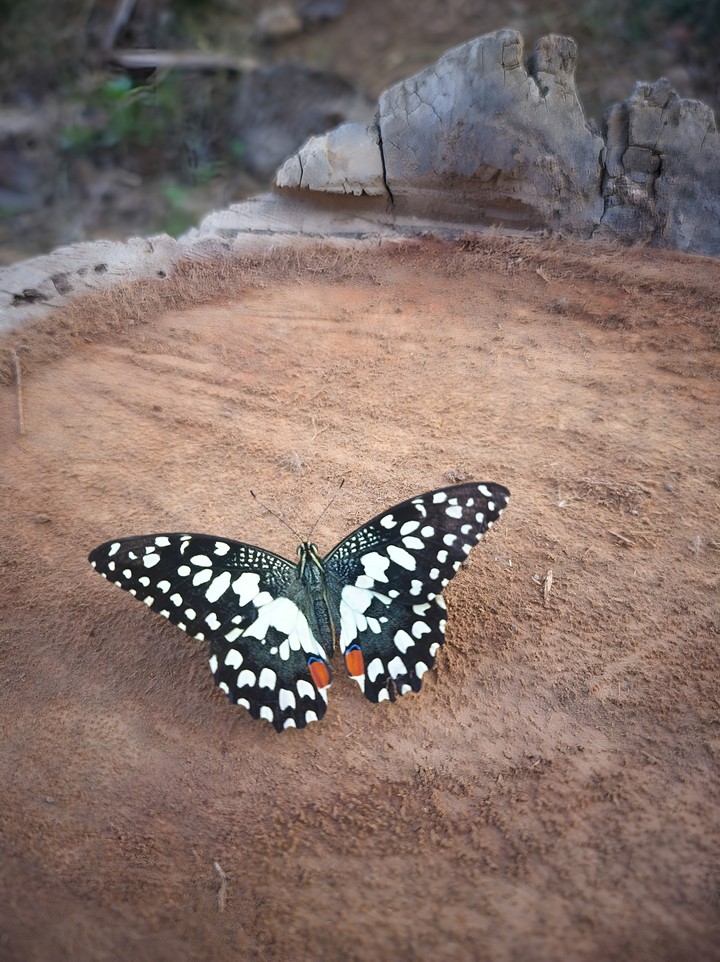 beautiful butterfly