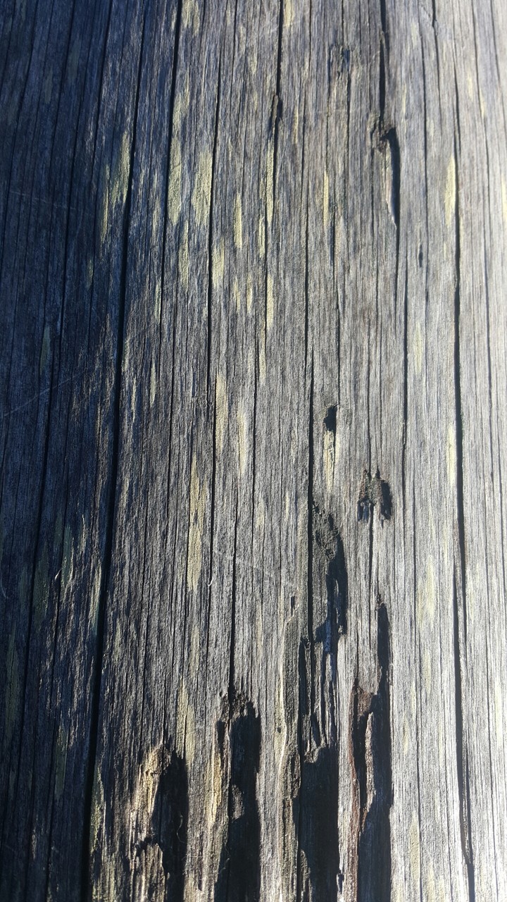 Just some wood bruh