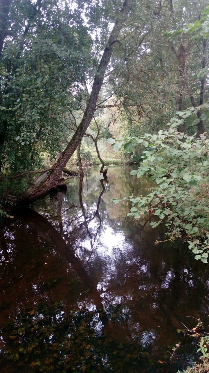 Forest riwer