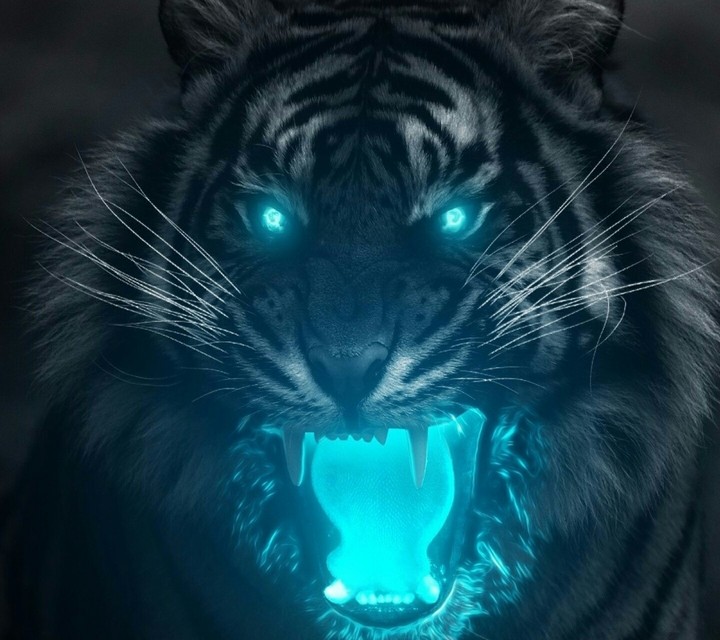 Sumatran Tiger