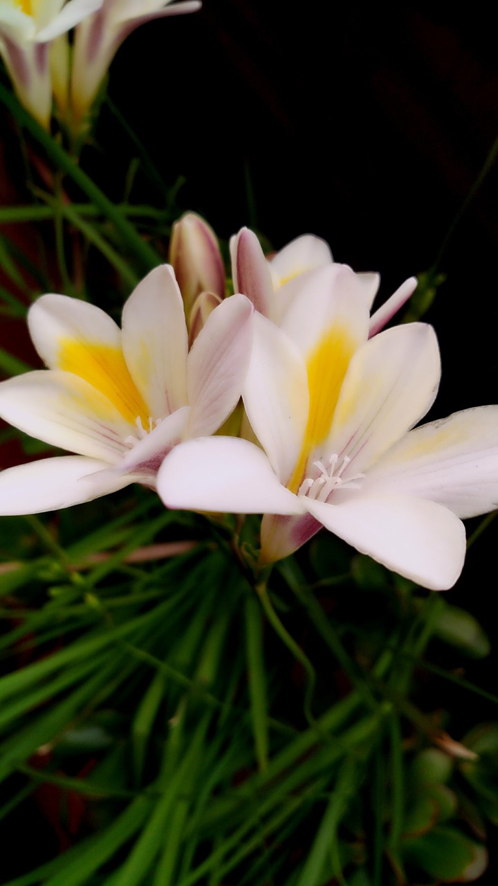 White palmiras