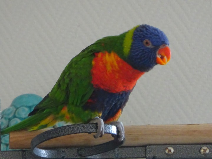 vogel