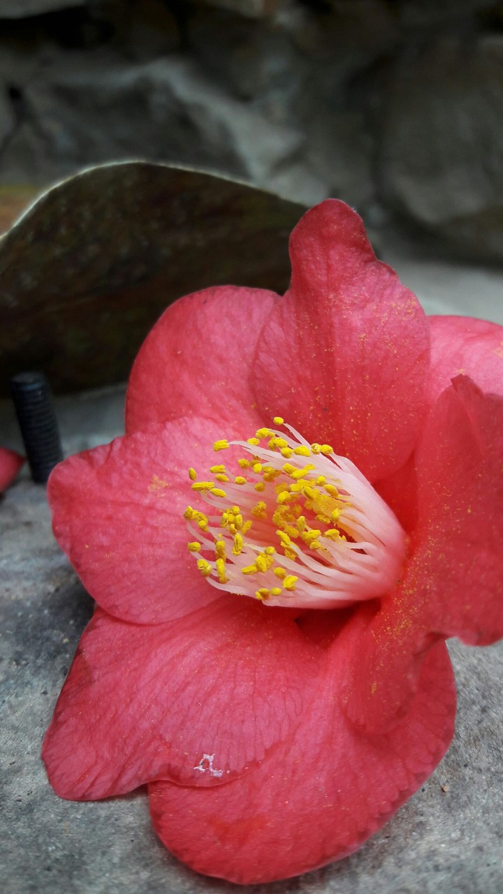 Red Flower