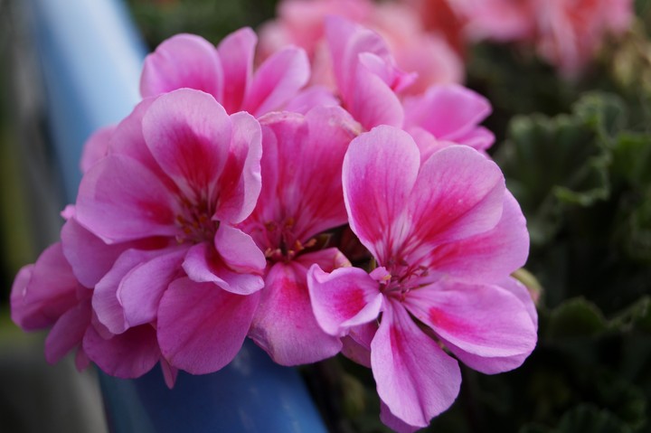 Pink flowers