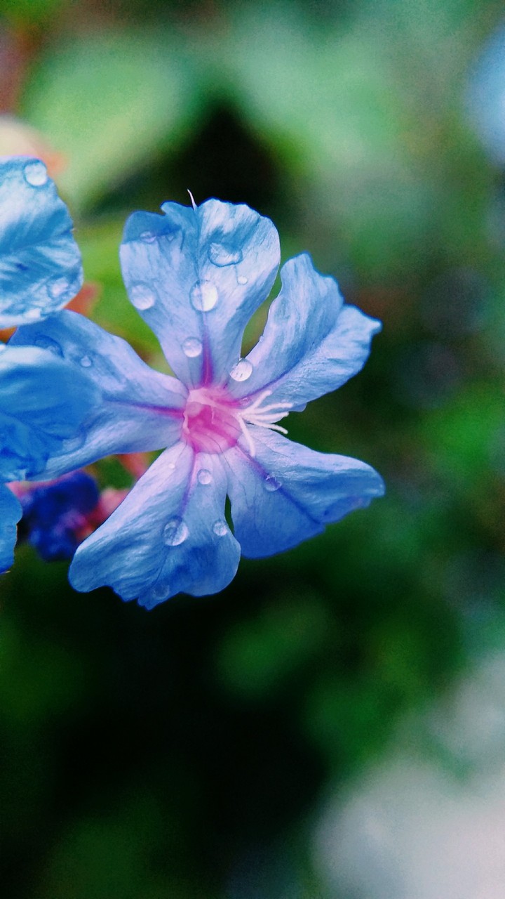 fleur bleue