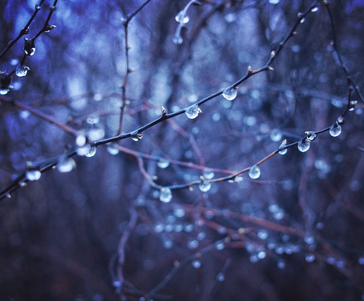 Rain Shower On Branches
