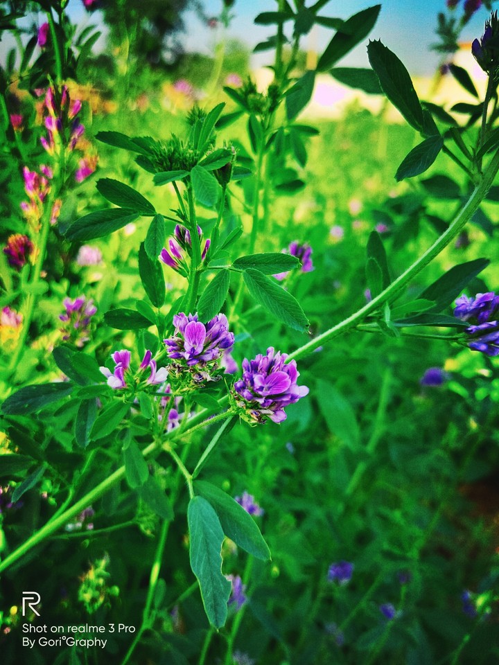 Greenish Grass