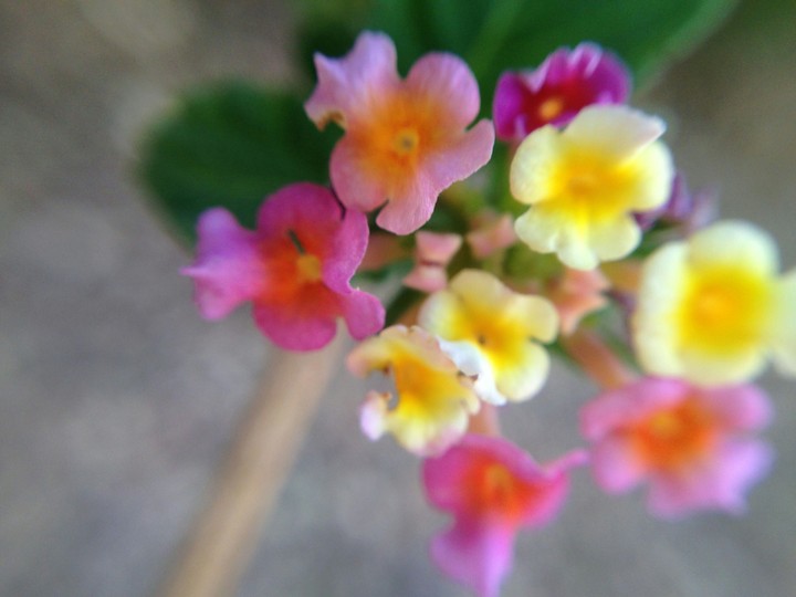 a colours of beauty