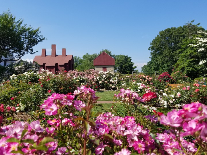 Fairytale Rose Garden