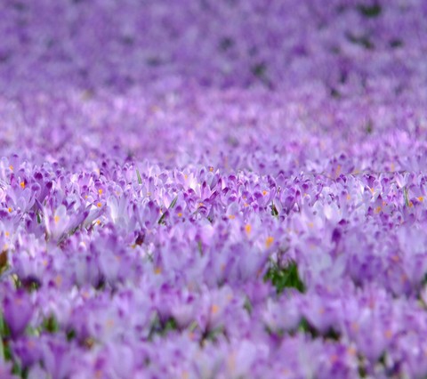 Flowers.
