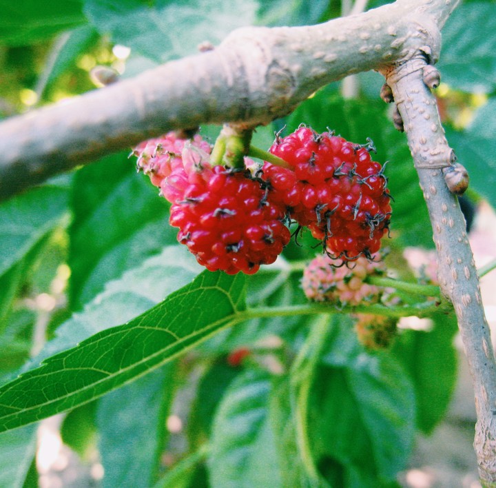 strawberry