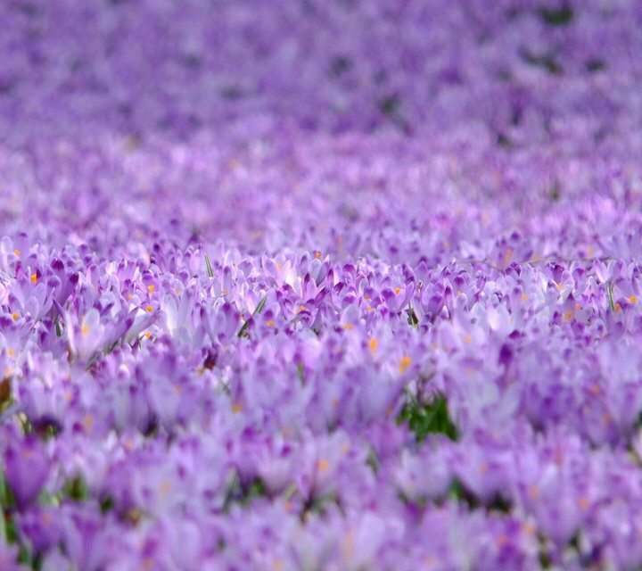 Flowers.