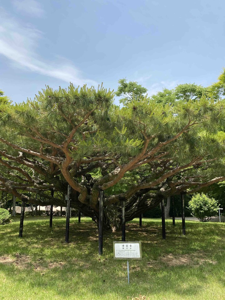 소나무