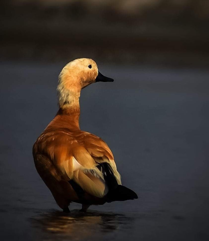 Brahmini Duck