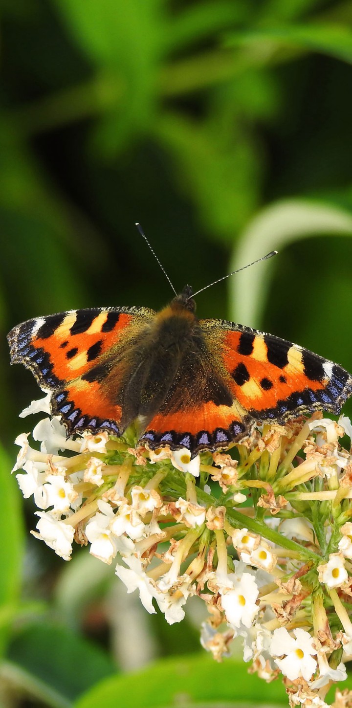 Beauty Butterfly