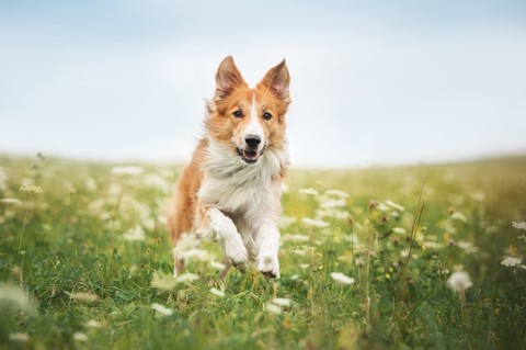 обои canidae, dog