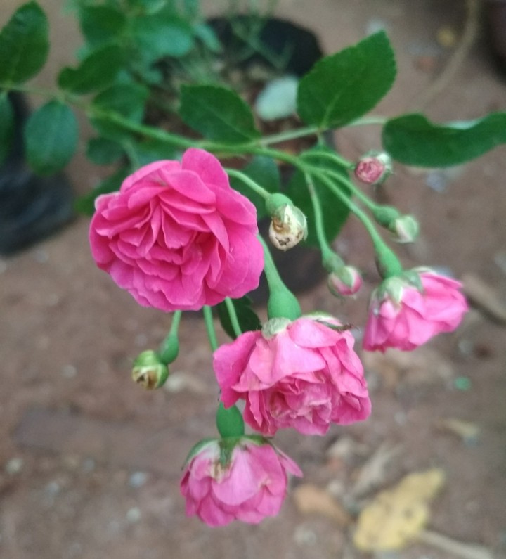 Roses