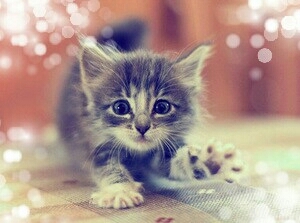 Котёнок (Cat)
