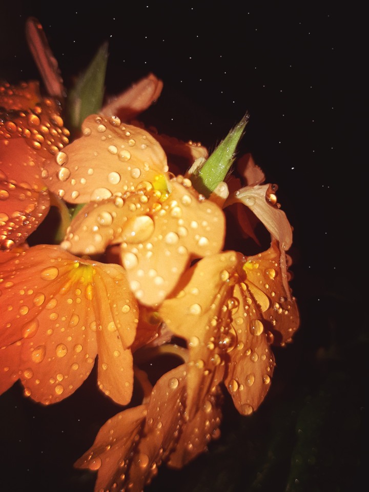 noche de flores