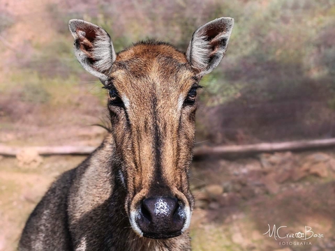 Mirada