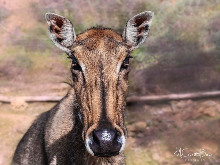 Mirada