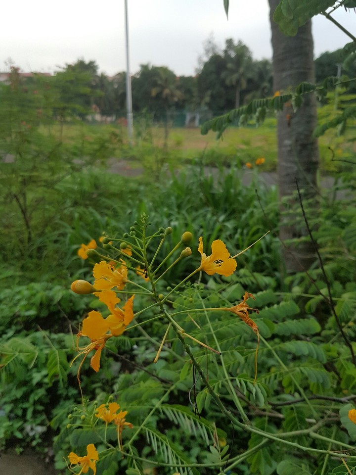Yellow Beauty :)