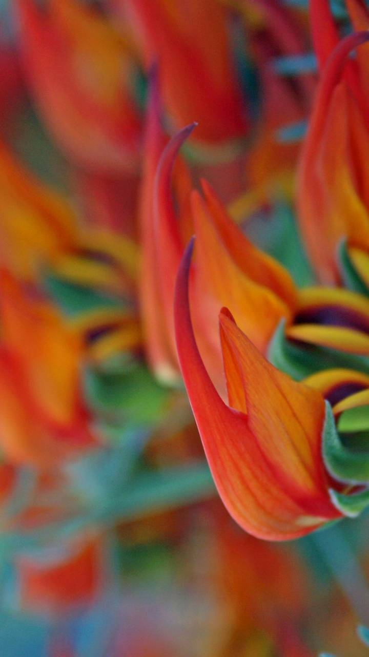 beautiful flowers