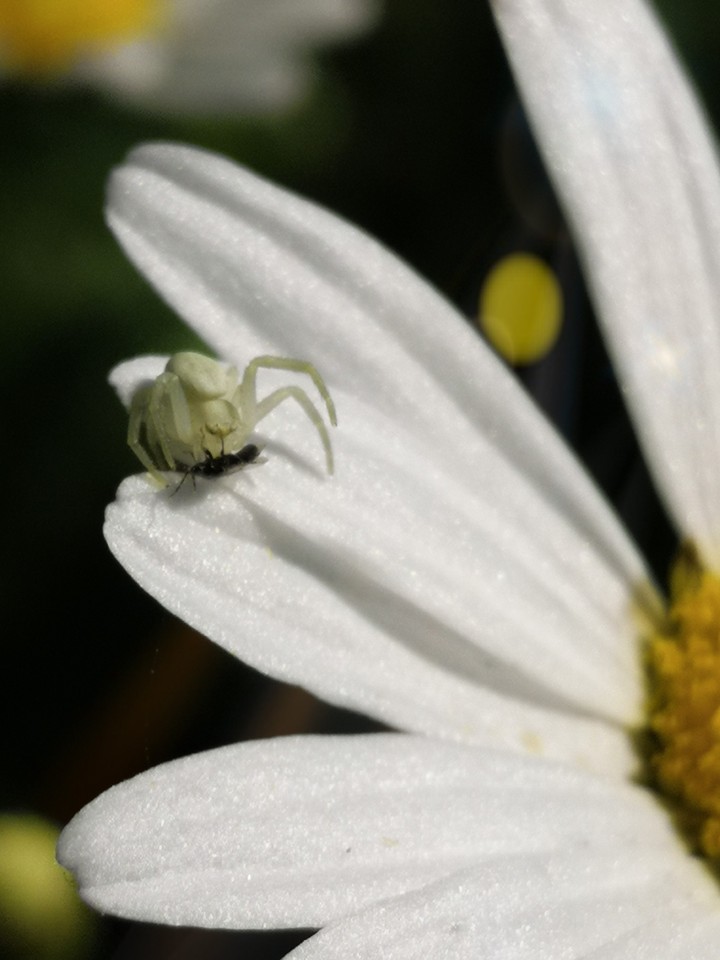 Spider