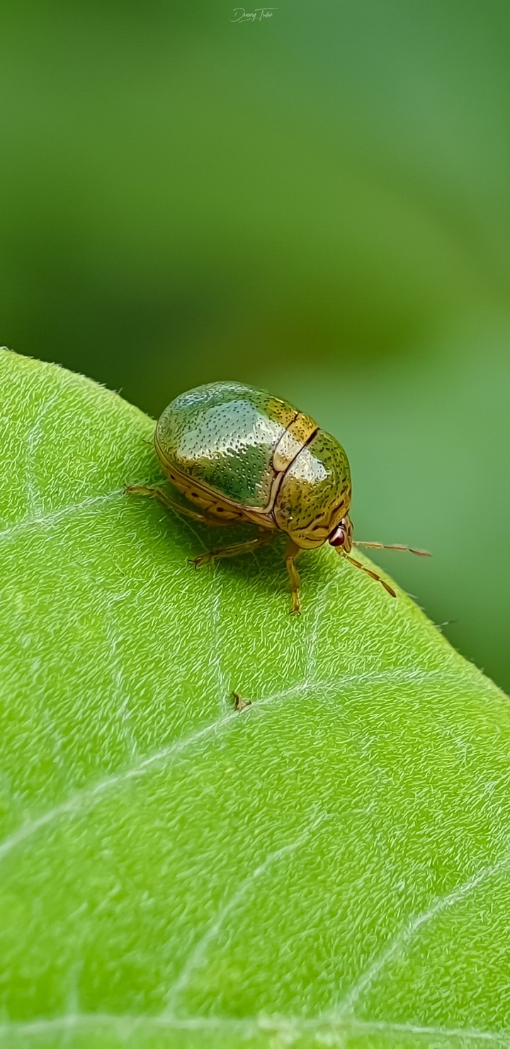 green bug