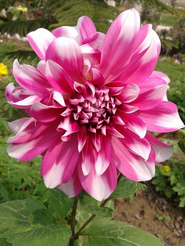 Live life like a flower