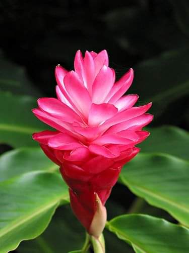 flower
