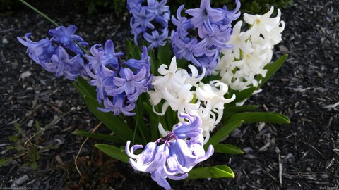 White and Violet