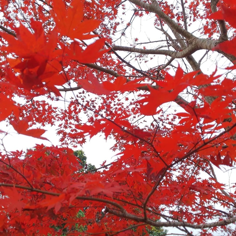 真っ赤な紅葉