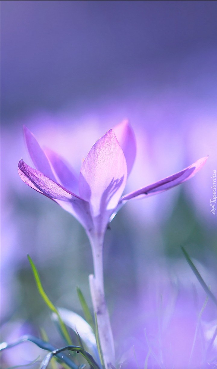 crocus