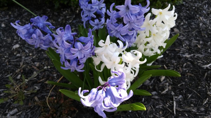 White and Violet