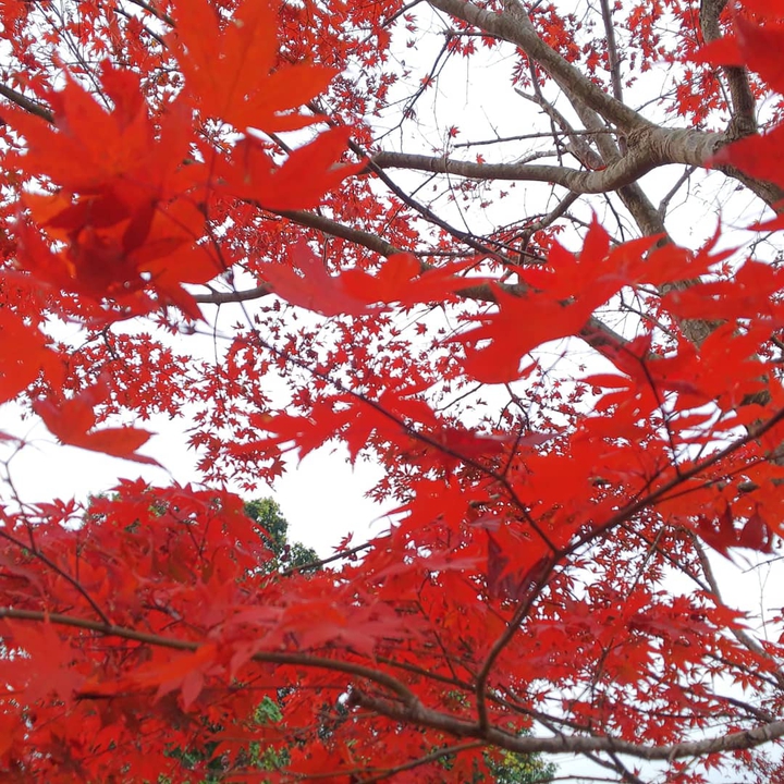 真っ赤な紅葉